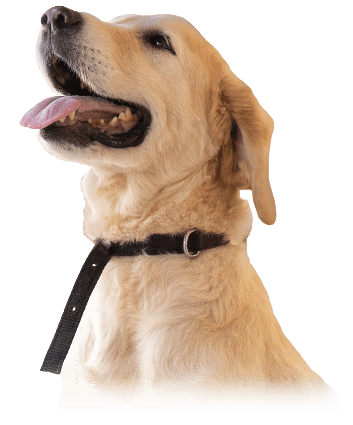 Mobile Hero Pup Portrait Second Chance Sanctuary